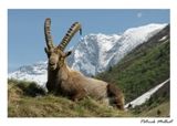 Postkarte der Steinbock Capra Ibex in Vanoise