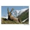 Postkarte der Steinbock Capra Ibex in Vanoise