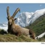 Postkarte der Steinbock Capra Ibex in Vanoise