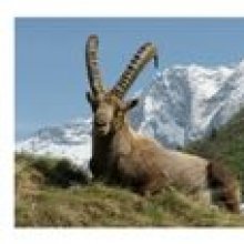 Postkarte der Steinbock Capra Ibex in Vanoise